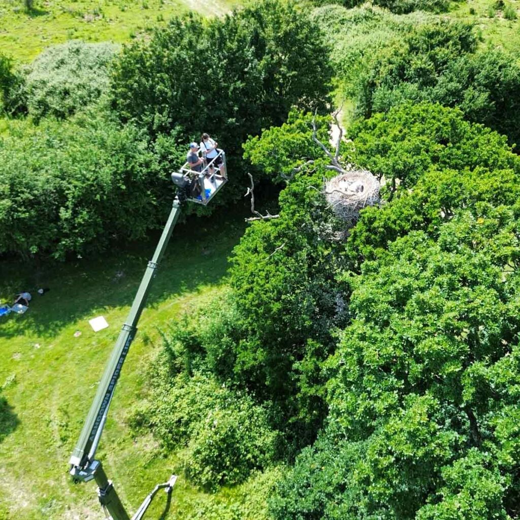 Cherry Picker Hire for Tree Surgery