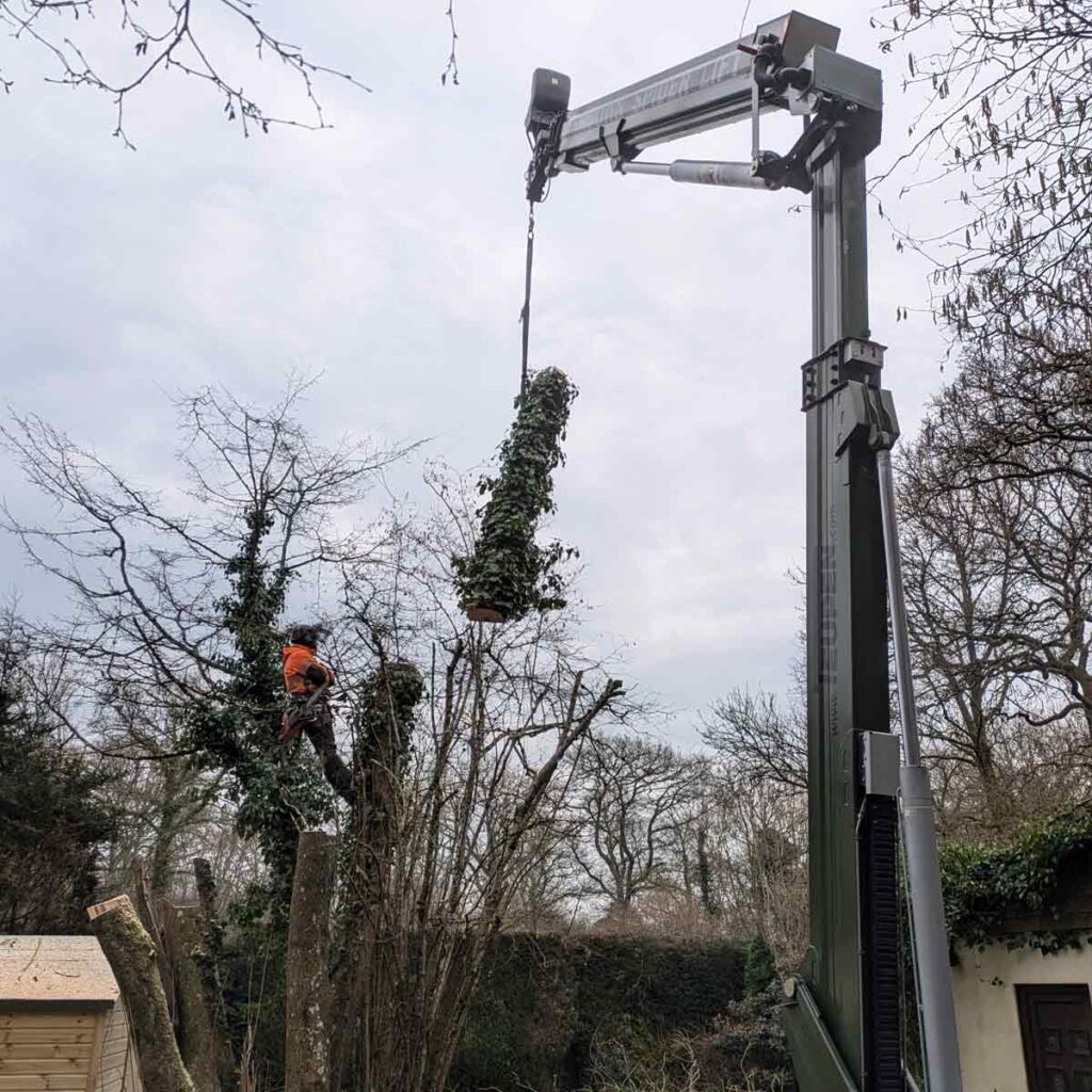 Cherry Picker Hire for Tree Surgery